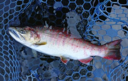 ユスリカ大量ハッチ ～岡崎トラウトポンド～…